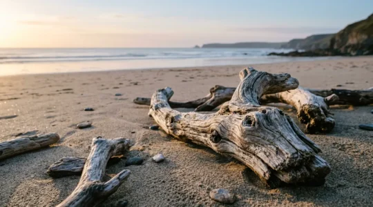 Branches de bois flotté échouées sur le sable d'une plage, polies par l'eau et le sel