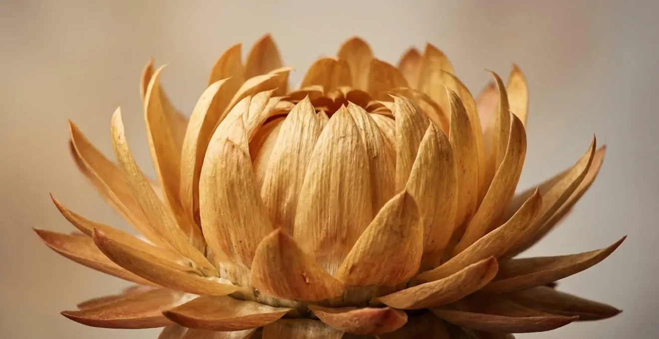 Gros plan sur les détails texturés d'une fleur d'immortelle dorée séchée