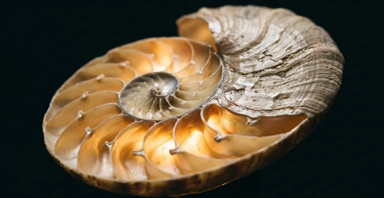 Macro d'un coquillage nacré éclairé de l'intérieur par une micro-LED révélant sa structure translucide et ses strates